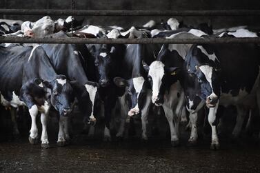 Holstein cows are among the world’s top milk producing breed. Getty