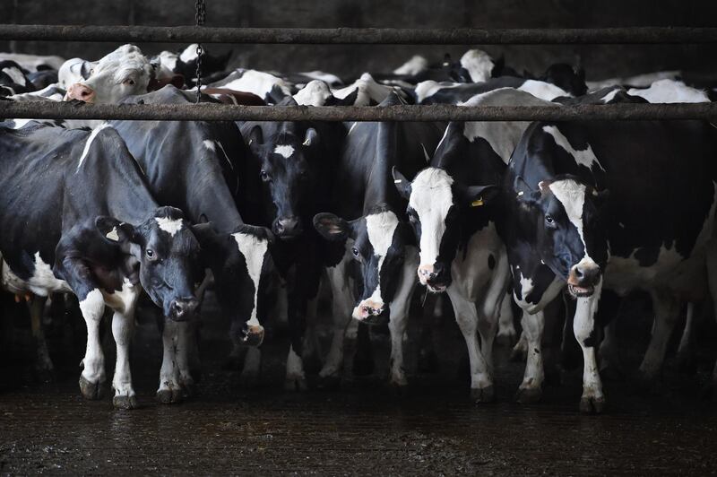 BALFRON, SCOTLAND - MARCH 16: Holstein cows are milked at Clayland farm on March 16, 2016 in Balfron, Scotland. Many farmers across the country are voicing concerns that Brexit could be a dangerous step into the unknown for the farming industry.  (Photo by Jeff J Mitchell/Getty Images)