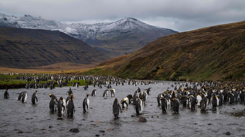 The islands are home to four species of penguin, including two million breeding pairs of macaroni penguins