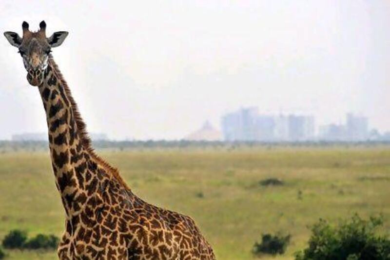The Nairobi National Park is a protected savannah ecosystem, about 7km south of the Kenyan captal. Simon Maina / AFP