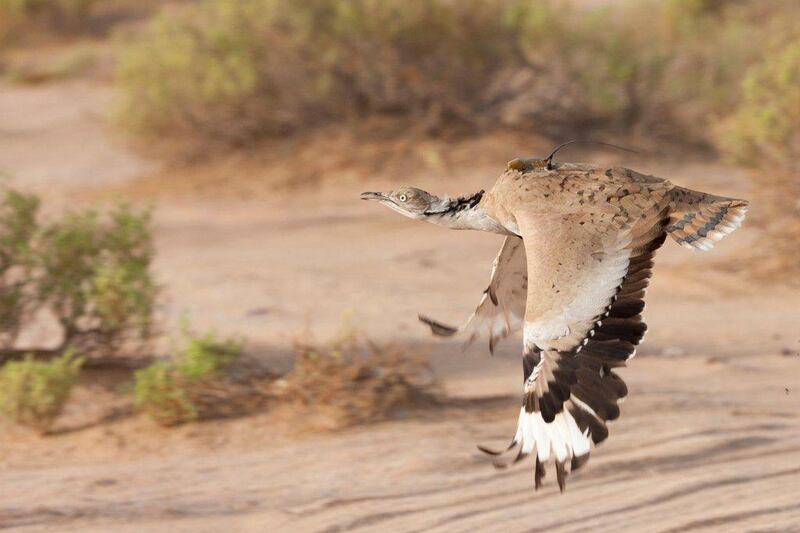 Asian Houbara released in the UAE with satellite tracking device. (Photo courtesy-Impact Porter Novelli) FOR MARTIN CROUCHER STORY. 