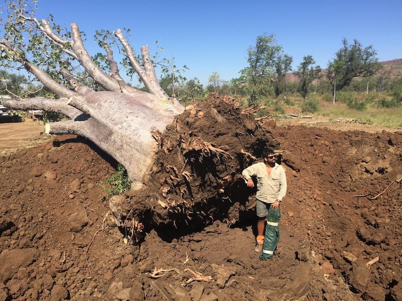 A baobab can have a girth of up to 20 metres. Photo: Cycad Enterprises