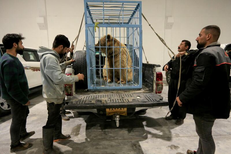 A bear is seen inside a cage before its release in Dohuk, Iraq. Reuters