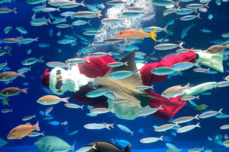 A diver dressed in a Santa Claus costume swims with fish at Sunshine Aquarium in Tokyoduring a promotional Christmas show. AFP