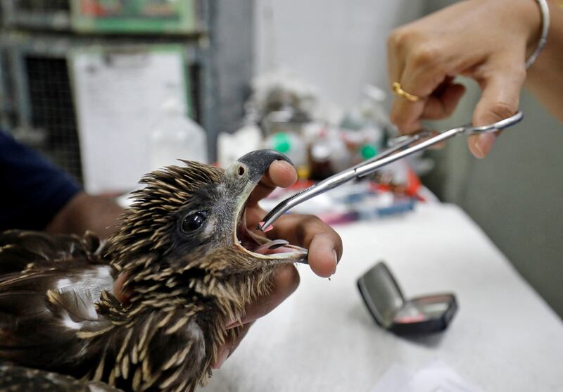 Birds falling from trees and the sky is a common occurrence every summer in India, but this year the instances have increased by 30 per cent. Reuters