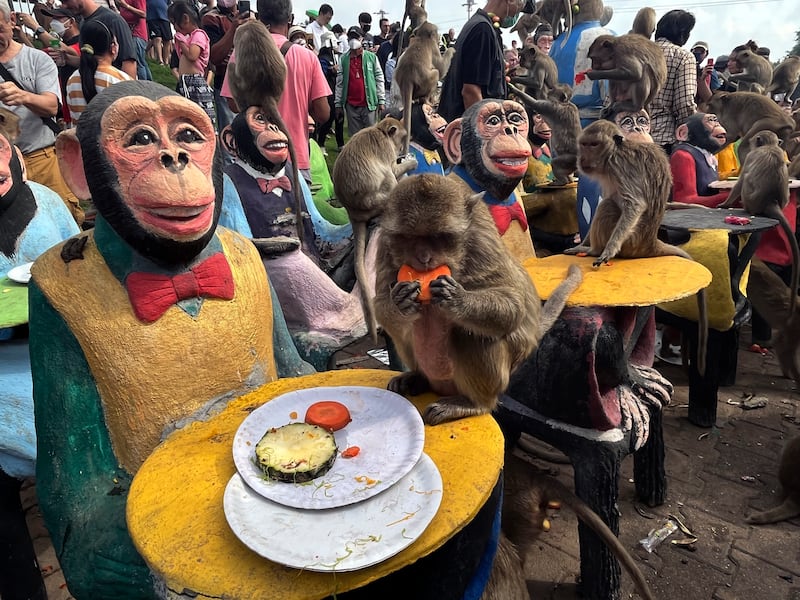 The festival is held as a way to show gratitude to the monkeys for bringing in tourism. AP