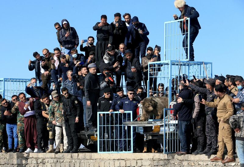 Journalists and members of the public gather around a bear’s cage before its release in Dohuk, Iraq. Reuters