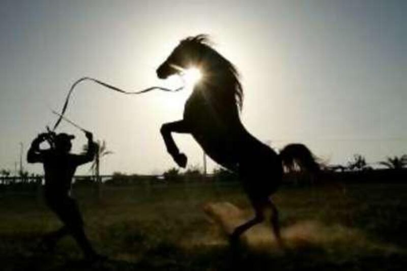 GAZA CITY, GAZA STRIP - MAY 03: Palestinian knight Sakher Abu Khosa works to break an original Arabian horse Mnar May 3, 2006 at the Palestinian knight club in Al-Sudaneh village in north western Gaza Strip. Israel has not allowed Palestinian jockeys and knights to travel with their horses to compete in international competition since the begining of the Intifada uprising in 2000.  (Photo by Abid Katib/Getty Images)