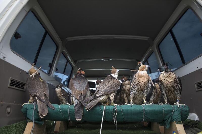 Birds, marked by their unique falcon-release rings, sit on their perch in an SUV while waiting for their turn to be released back into the wild along with 54 other falcons in Aktau, Kazakhstan. Silvia Razgova / The National