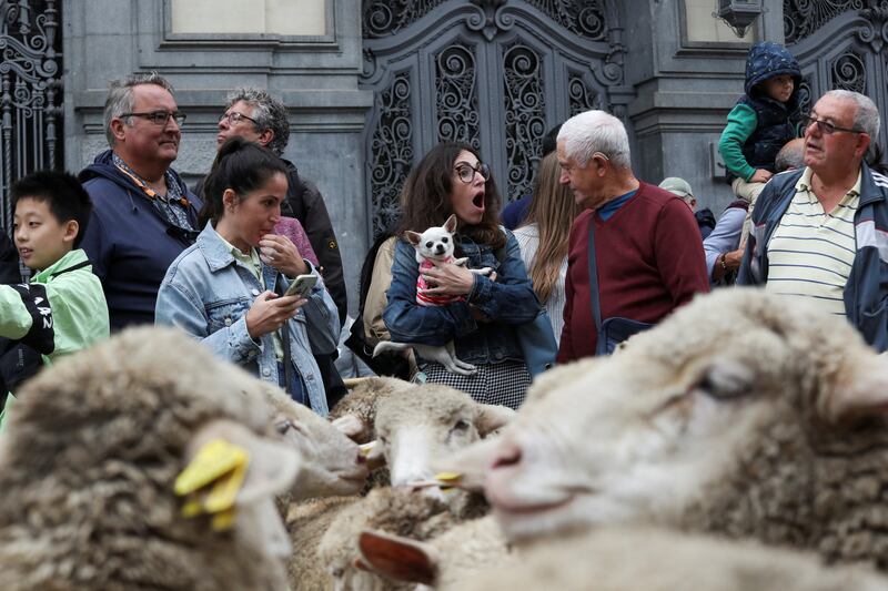 People watch a flock in the annual sheep parade in Madrid, Spain. The parade sees shepherds use traditional migration routes for their livestock from northern Spain to winter grazing pasture land in the south. Reuters