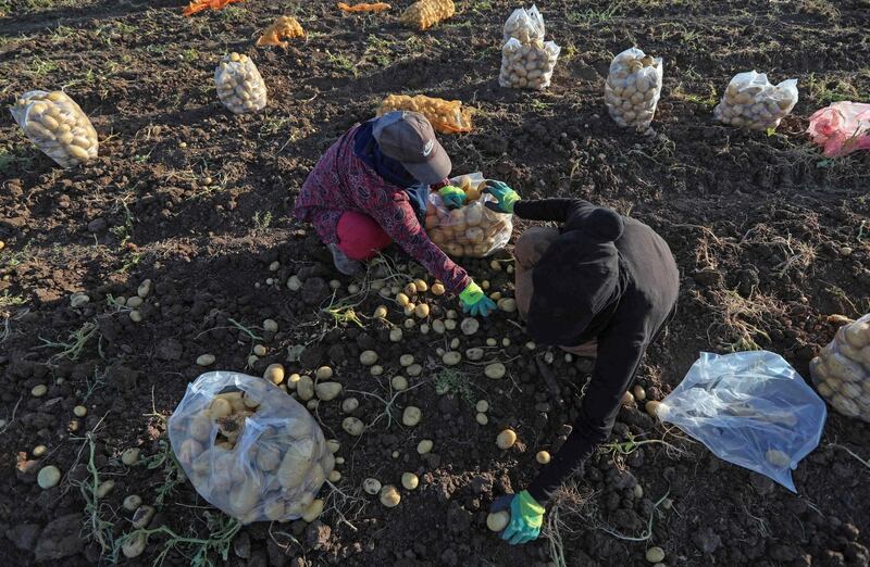 Farmers sort potatoes before bagging during harvest in Bardarash district, near the Kurdish city of Duhok in Iraq's autonomous Kurdish region. AFP