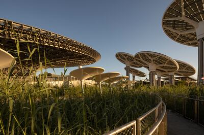 Energy Trees at Terra - The Sustainability Pavilion. Photo: Dany Eid / Expo 2020 Dubai