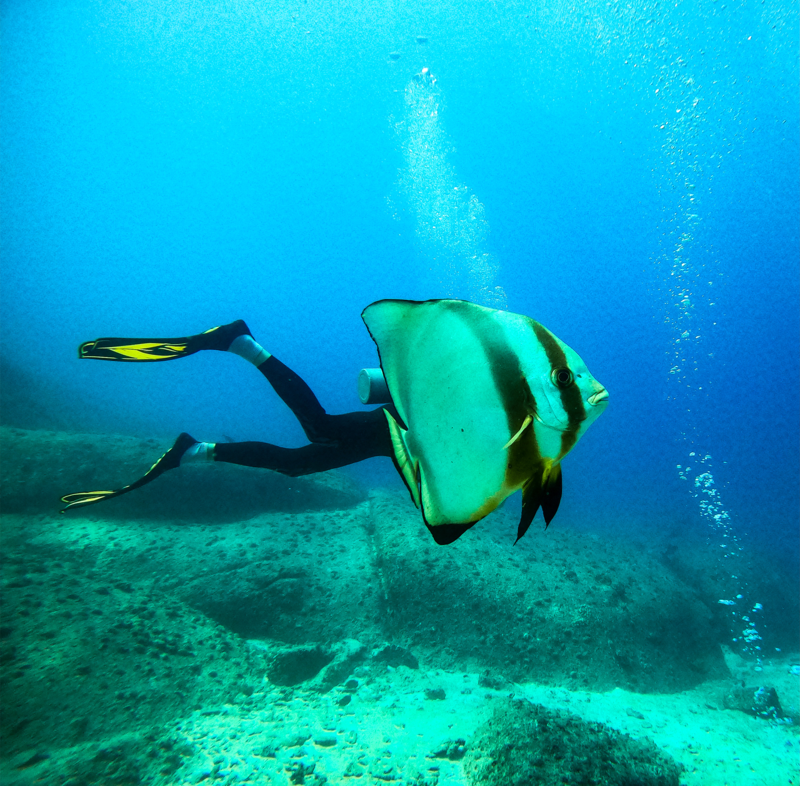Batfish in the Seychelles. Danielle Goonan / Comedywildlife