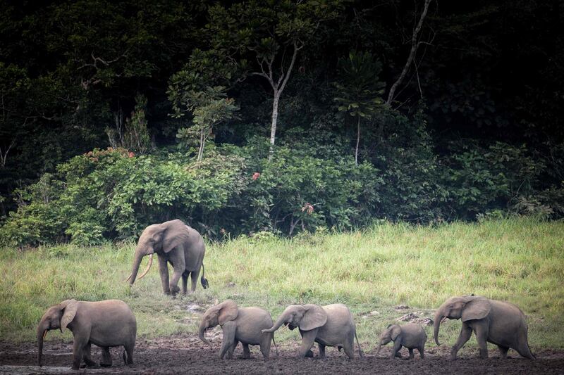 Forest elephants are seen at Langoue Bai in the Ivindo national park near Makokou.  AFP