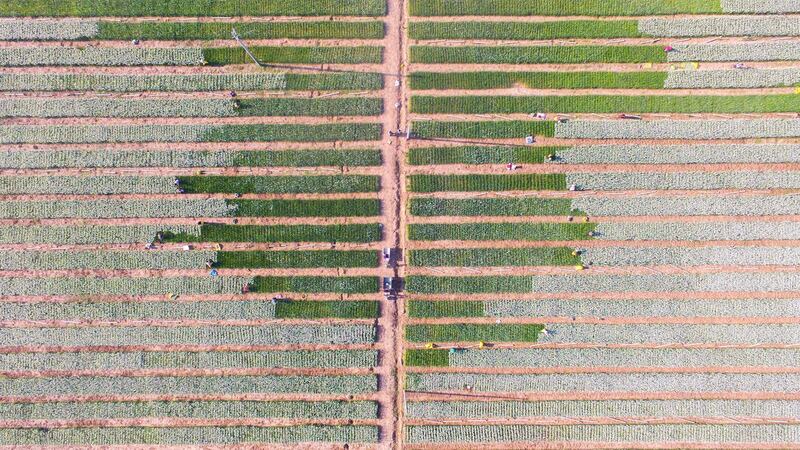 An aerial view of farmers picking leeks in Liaocheng in China's eastern Shandong province. AFP