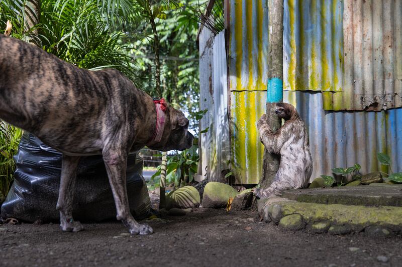 Sloth Dilemma. Suzi Eszterhas / Wildlife Photographer of the Year