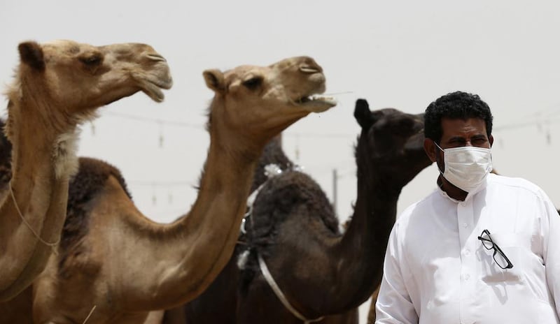A man wearing a mask looks on as he stands in front of camels at a camel market in the village of al-Thamama near Riyadh. Saudi Arabia said people handling camels should wear masks and gloves to prevent spreading Middle East Respiratory Syndrome. REUTERS/Faisal Al Nasser