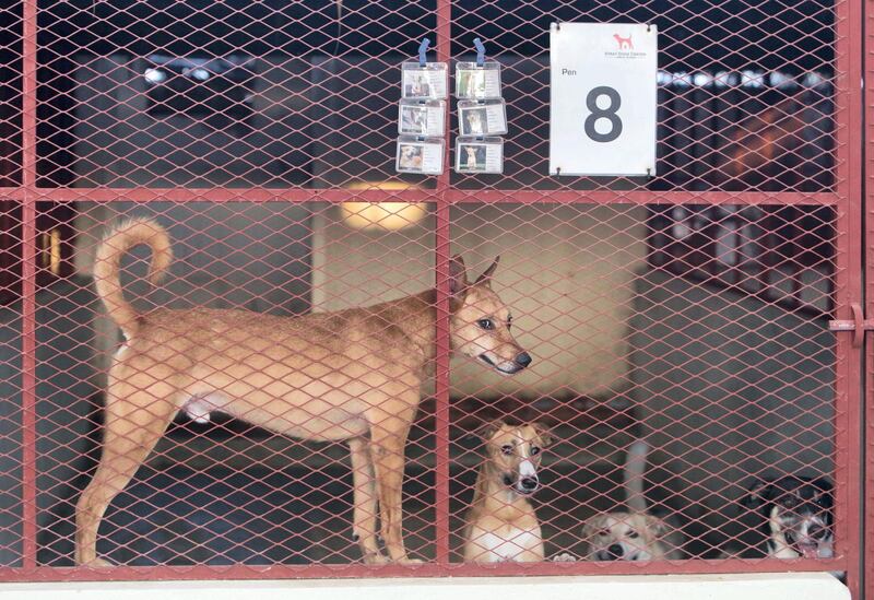 UMM ALQUWAIN, UNITED ARAB EMIRATES - Dogs at the Stray Dog Centre, Umm AL Quwain.  Ruel Pableo for The National for Evelyn Lau's story