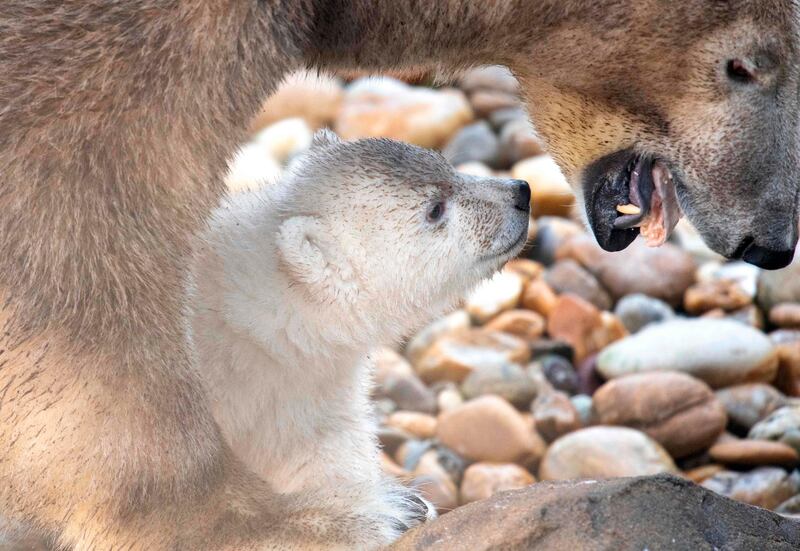 A polar bear cub walks with its mother Nora during its first public appearance at the Schoenbrunn zoo in Vienna. AFP