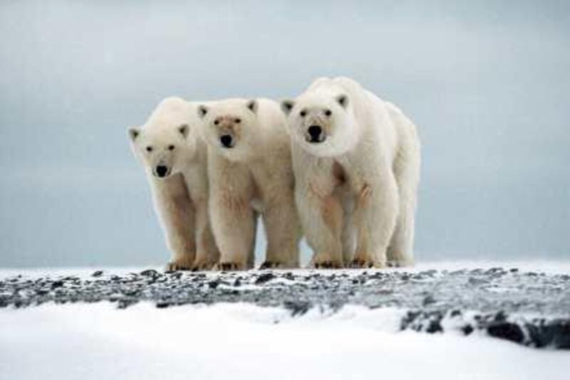 A female polar bear (R) and her two two-year cubs stand at Cape Blossom on the Isle of Vrangel in this 2002 archive picture. Russia's polar bears are adapting their behaviour to overcome the "catastrophic effects" of global warming, but new migration routes are pushing them dangerously close to humans, a leading researcher said.  Picture taken in 2002.   REUTERS/International Fund for Animal Wellfare/Nikita Ovsyanikov  (RUSSIA ANIMALS ENVIRONMENT) NO SALES. NO ARCHIVES. FOR EDITORIAL USE ONLY. NOT FOR SALE FOR MARKETING OR ADVERTISING CAMPAIGNS *** Local Caption ***  MOS11_CLIMATE-RUSSI_1209_11.JPG