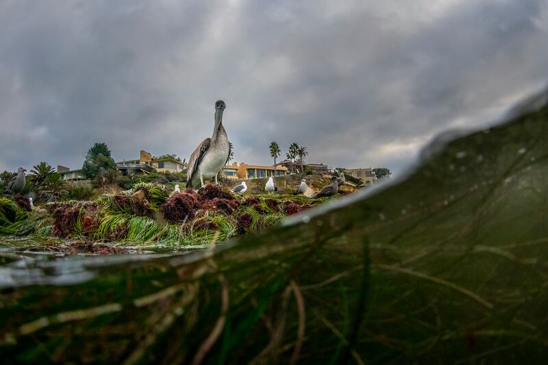 Third place, Young Ocean Photographer of the Year, Julian Jacobs, from the US. A juvenile brown pelican surveys the choppy shallows.