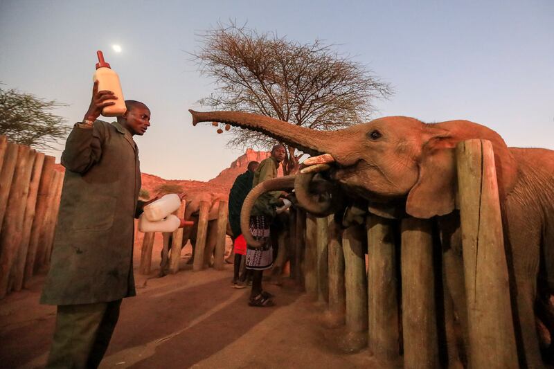 Keepers feed rescued elephant calves at Reteti Elephant Sanctuary. EPA 