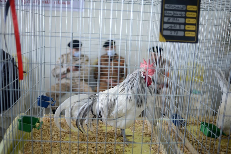 A chicken of the Malaki Splash breed.