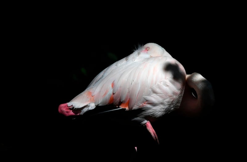 A flamingo rests in its enclosure in the Hellabrunn zoo in Munich, southern Germany. AFP