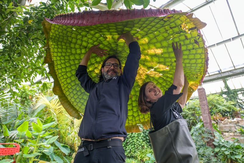 A giant water lily at Kew Gardens in West London has been identified as a new species after growing to 3 metres in diameter. All photos: PA