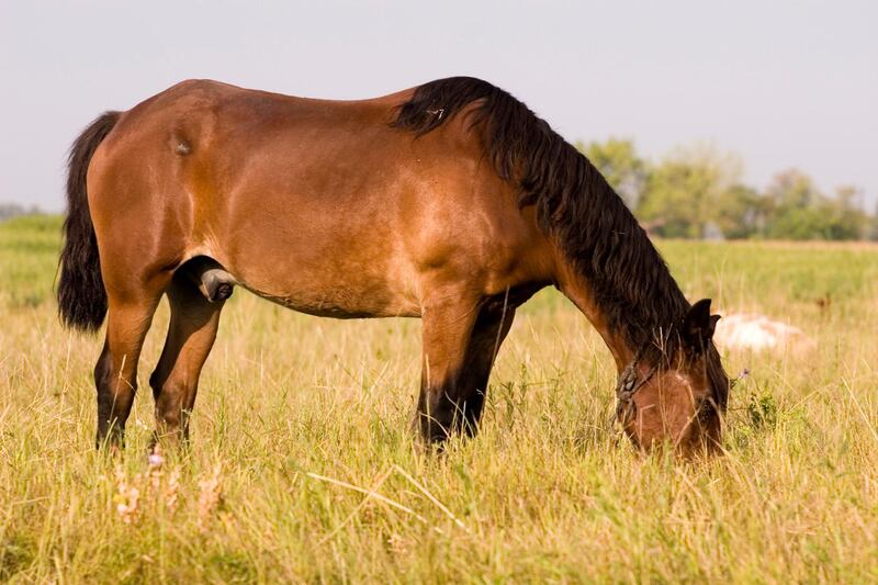 Peta suggests replacing the phrase 'beat a dead horse' with 'feed a fed horse'