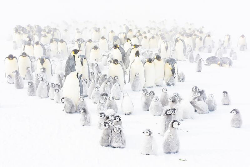 Winner of Collective Portfolio Award, Stefan Christmann: In late spring, the emperor penguin colony almost mainly consists of chicks in Antarctica