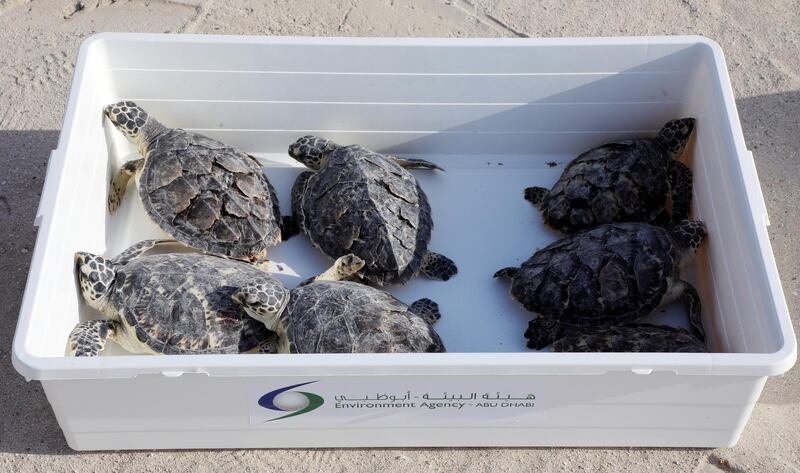 HUDAYRIYAT, ABU DHABI, UNITED ARAB EMIRATES - June 10, 2021: Turtles are prepared for release into the ocean by The Environment Agency - Abu Dhabi.

( Hamad Al Ameri for the Ministry of Presidential Affairs )
---