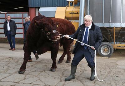 ABERDEEN, SCOTLAND - SEPTEMBER 06: British Prime Minister Boris Johnson leads a bull around a pen as he visits Darnford Farm in Banchory near Aberdeen on September 6, 2019 in Aberdeen, Scotland. The Prime Minister travelled to Aberdeenshire visiting Peterhead fish market and a farm to coincide with the publication of Lord Bews Review and the announcement of additional funding for Scottish farmers. He is expected to stay overnight at Balmoral with the Queen.  (Photo by Andrew Milligan - WPA Pool/Getty Images) *** BESTPIX ***