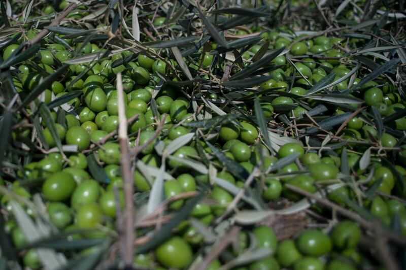 Asaja, a farmers' organisation, estimated Spain would produce about 1 million tonnes of olive oil. AFP/fie