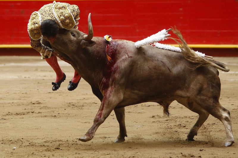 Colombian bullfighter David Martinez is gored by a bull during his presentation in the second bullfight of the 27th Fair La Macarena in Medellin, Colombia. Eduardo Noriega / EPA