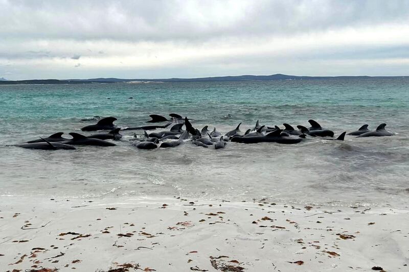 The pilot whales grouped offshore before they were beached. AFP