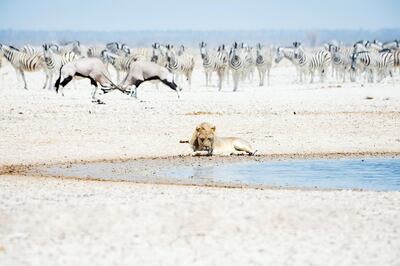 Namibia, Africa. Lion, kudus and zebras in Etosha National Park