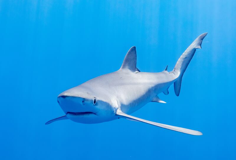 A blue shark off the Azores, Portugal. Photo: Wikimedia Commons