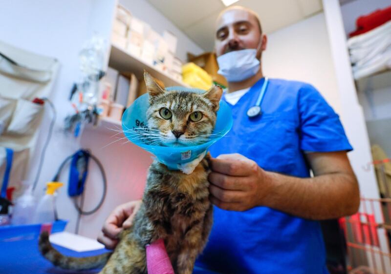 Abu Dhabi, United Arab Emirates, August 3, 2020.   
Head Veterinarian of Animalia, Amer Grizic.
Victor Besa /The National
Section: NA
Reporter:  Gillian Duncan