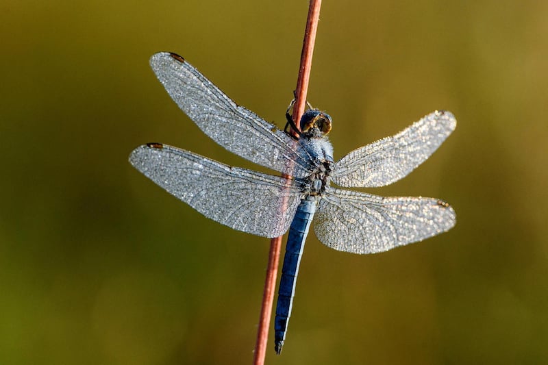 A keeled skimmer dragonfly rests on a plant stem near Stara Basta, or Obast in Hungarian, in southern Slovakia.  EPA