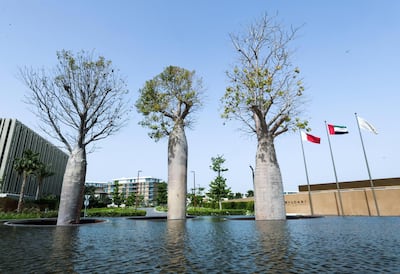 There are four baobab trees at Al Seef and three in Jumeirah. Victor Besa / The National  