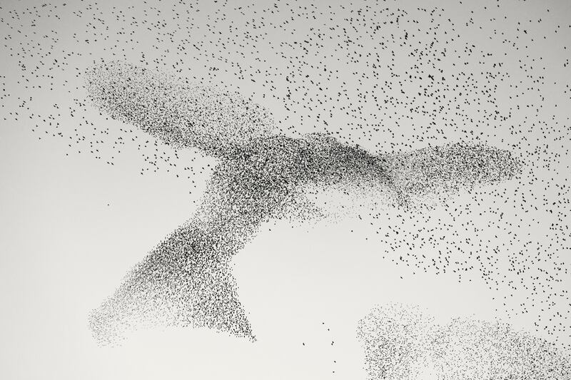 Starling Murmuration by Daniel Dencescu captures a murmuration above Rome, Italy