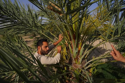 Workers inspect dates at Tadros Farms in the Jordan Valley in April 2021. Photo: Tadros Farms