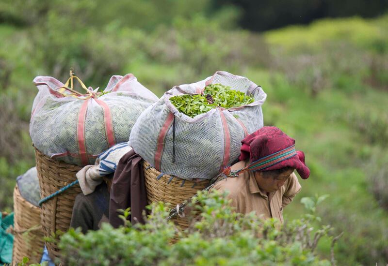 Workers at Happy Valley Tea Estate