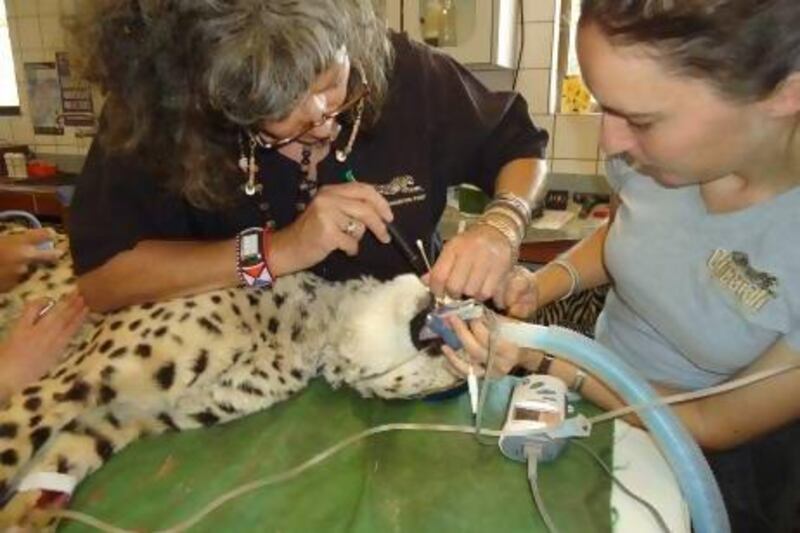 Dr Laurie Marker, left, and Dr Anne Schmidt-Kuntzel of the Cheetah Conservation Fund perform a health check on a rescued cheetah. Courtesy: Cheetah Conservation Fund