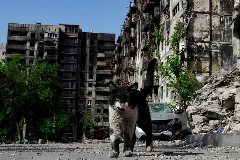 A cat walks past destroyed residential buildings in Mariupol. AFP
