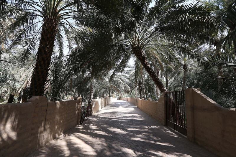 AL AIN , UNITED ARAB EMIRATES Ð Mar 12 , 2015 : View of the Al Ain Oasis in Al Mutawaa area in Al Ain. ( Pawan Singh / The National ) For Stock *** Local Caption ***  PS1203- OASIS14.jpg