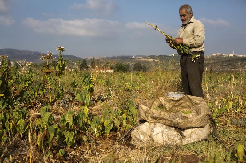 Mustafa, a Palestinian tobacco farmer, collects leaves from his plants.