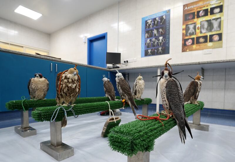 When she arrived from Germany in 2001, Abu Dhabi Falcon Hospital was just a small team of 20