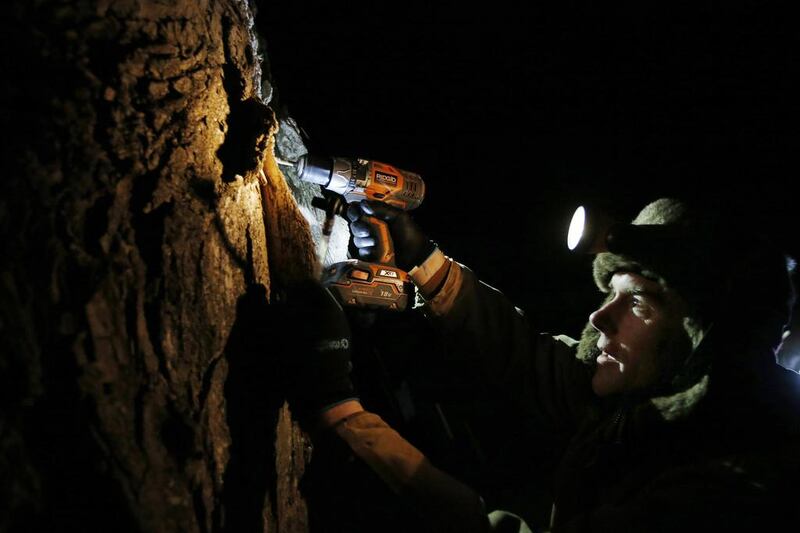 A maple syrup farmer taps a tree by headlamp. AP